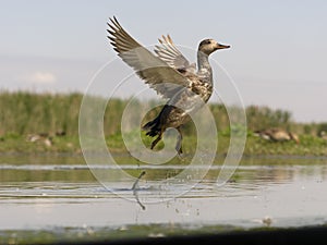 Gadwall, Anas strepera