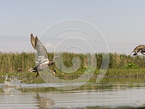 Gadwall, Anas strepera