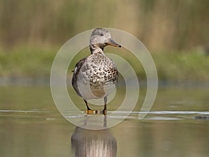 Gadwall, Anas strepera