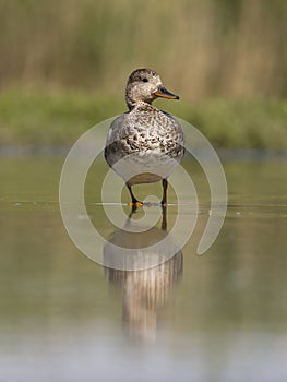 Gadwall, Anas strepera