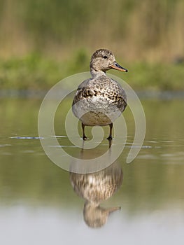 Gadwall, Anas strepera