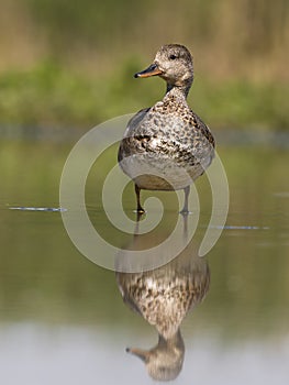 Gadwall, Anas strepera
