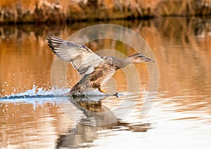 A Gadwall drake Juvenile duck skids to a landing on a Golden Pond in the Fall Season