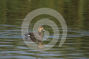 Gadwall drake swimming in a lake quacking