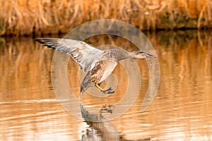 Gadwall duck Juvenile in extreme stretch prior to landing