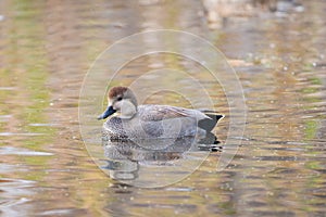 Gadwall duck on lake