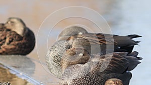 Gadwall duck resting on the edge of a canal