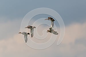 Gadwall ducks anas strepera in flight, cloud, blue sky