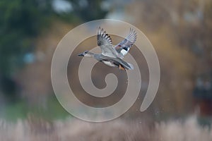 Gadwall flying at lakeside marsh