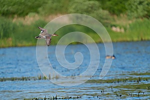 Gadwall flying at lakeside marsh