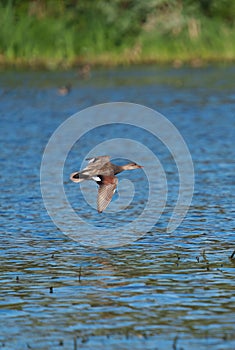 Gadwall flying at lakeside marsh