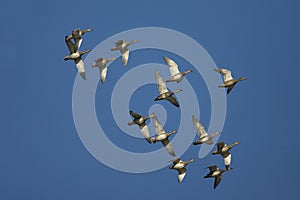 Gadwall, Krakeend, Anas strepera