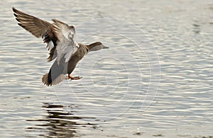 A Gadwall landing on water