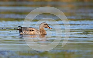 Gadwall male