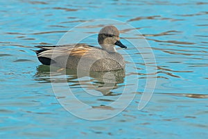 Gadwall - Mareca strepera