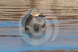 Gadwall - Mareca strepera