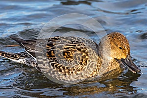 Gadwall Mareca strepera a dabbling duck species swimming close up in Canada at sunset