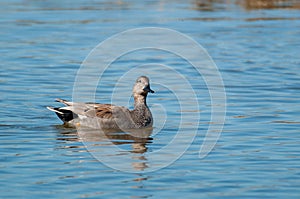 Gadwall (Mareca strepera) swimming in a river