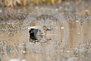 Gadwall relaxing in a lake