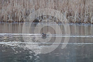 Gadwall relaxing in a lake