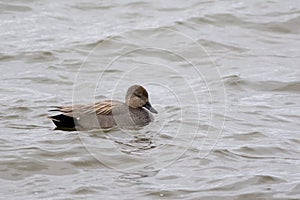 Gadwall