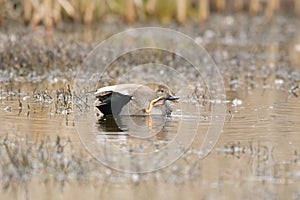 Gadwall swimming in a lake