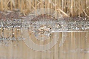 Gadwall swimming in a lake