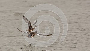 Gadwalls in flight
