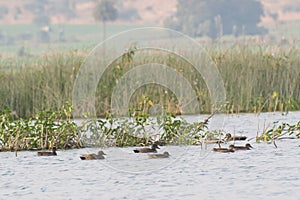 Gadwalls Mareca strepera in lake