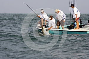 The gaff is in the tarpon