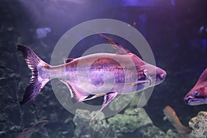 Gaff topsail catfish swimming in aquarium photo