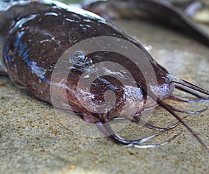 Gafftopsail catfish  (Bagre marinus) on the wet surface