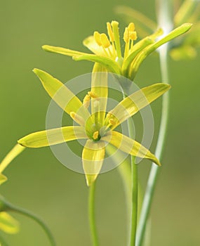 Gagea lutea