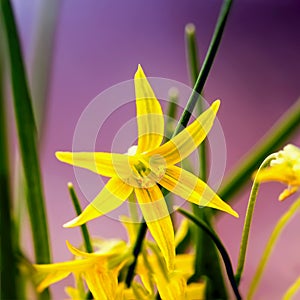 Gagea lutea. Blooming yellow Star-of-Bethlehem close-up. Small yellow primrose, first spring flowers, sun bright