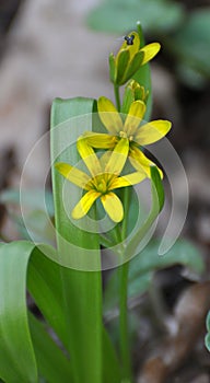 Gagea lutea blooms in the wild in the woods