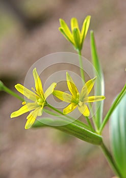 Gagea lutea blooms in the wild in the woods