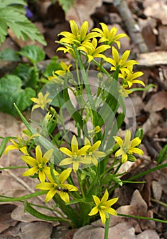 Gagea lutea blooms in the wild in the woods