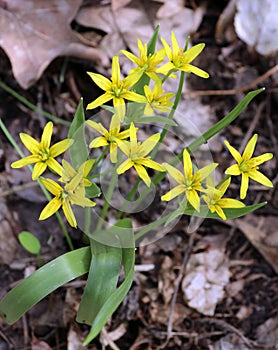 Gagea lutea blooms in the wild in the woods