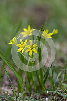 Gagea lutea bright yellow star-of-Bethlehem flowering plant, bunch of small spring wild flowers in bloom
