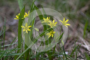 Gagea lutea bright yellow star-of-Bethlehem flowering plant  bunch of small spring wild flowers in bloom