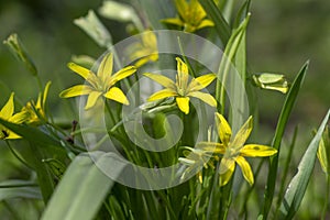 Gagea lutea bright yellow star-of-Bethlehem flowering plant, bunch of small spring wild flowers in bloom