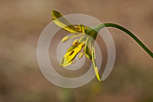 Gagea lutea - yellow, small forest spring flowers