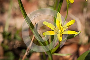 Gagea lutea, the yellow star-of-Bethlehem, is a Eurasian flowering plant