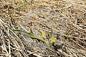 Gagea lutea (Yellow Star-of-Bethlehem) - yellow flower