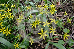 Gagea minima flowers blooming on a spring day