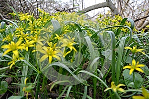 Gagea minima flowers blooming on a spring day