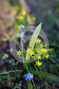 Gagea minima flowers and grass outdoors