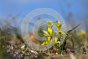 Gagea pratensis spring wild flower