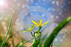 Gagea is spring flowers