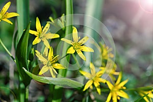 Gagea is spring flowers